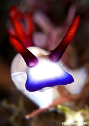 Portrait study of Nudibranch (Hypselodoris bullockii) Tak... by David Henshaw 
